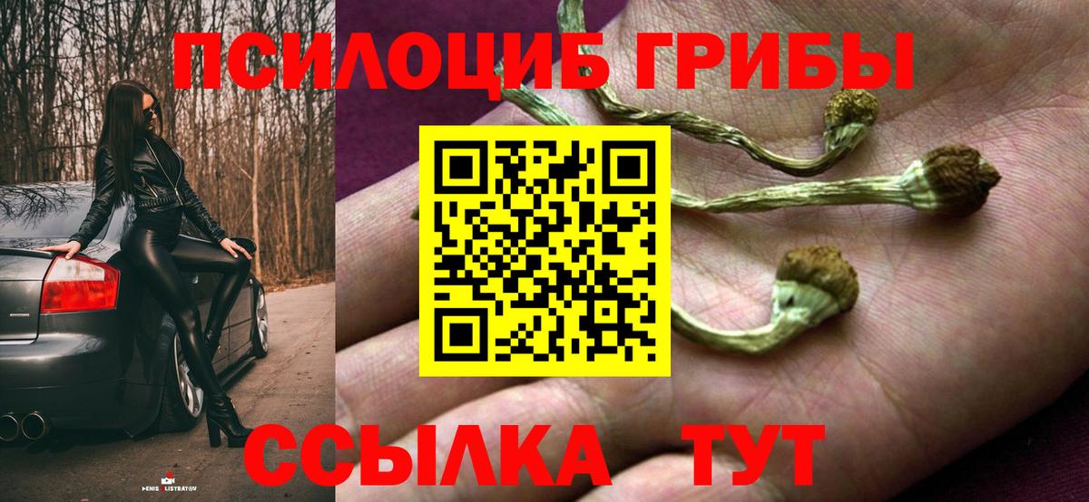 Курганинск  купить наркотики цена  Псилоцибиновые грибы прущие грибы  Вход с VPN  Галлюциногенные грибы мицелий 